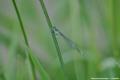 Coenagrion